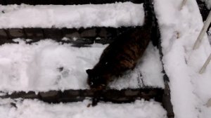 Идет снег кормлю бездомную кошку!It's snowing I'm feeding a stray cat!