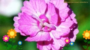 Гвоздика гратианополитанская (серо-голубая). Краткий обзор diantus gratianopolitanus Pink Jewel