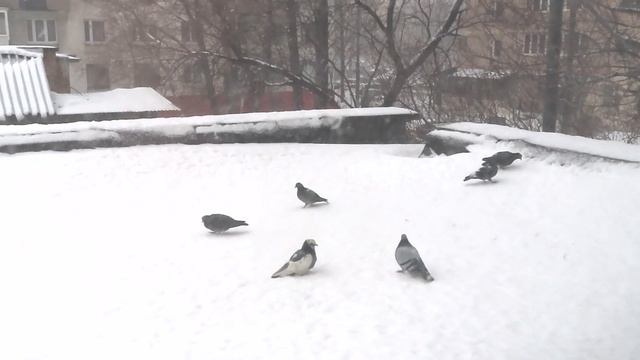 Голуби под снегом. (Pigeons under Snow) смотреть онлайн