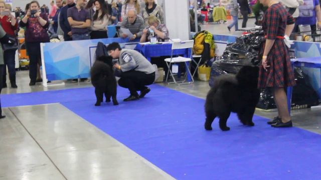 Россия 2017 чау чау 18.11.17 г. Суки промежуток-2 смотреть онлайн