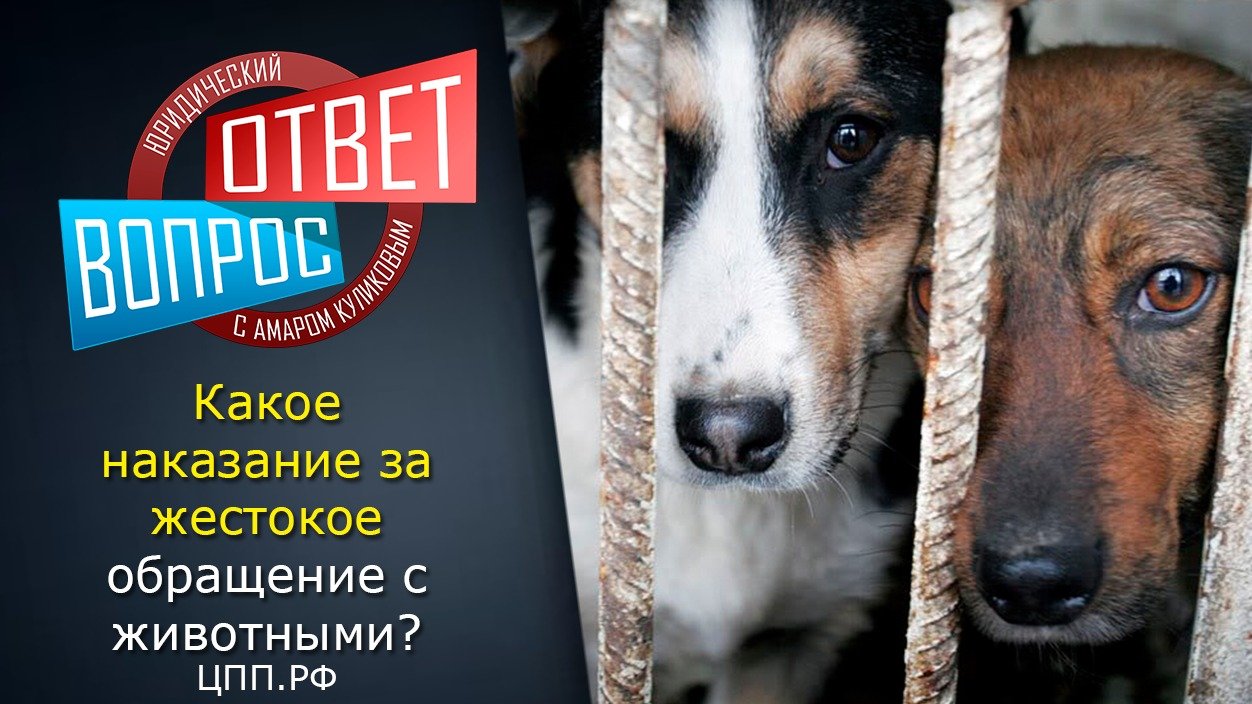 Жестокое обращение с Животными ► Статья 245 УК РФ