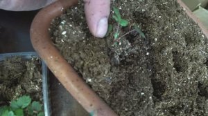 Пикировка земляники