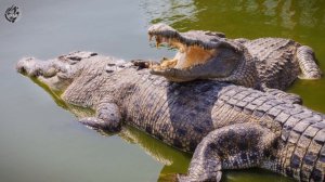 Hampir Mirip!! Buaya Dan Alligator Ternyata Berbeda