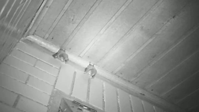 Video de morcegos Tonatia bidens em abrigo na RPPN de Salto Morato em Guaraqueçaba, Paraná смотреть онлайн