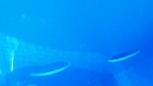 Монтаж дешевого и недорогого септика