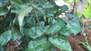 ТЛЯ НА РОЗАХ КАК БОРОТЬСЯ / МУЧНИСТАЯ РОСА НА РОЗАХ / ЧЕМ ОПРЫСКИВАТЬ РОЗЫ / Органическое земледели