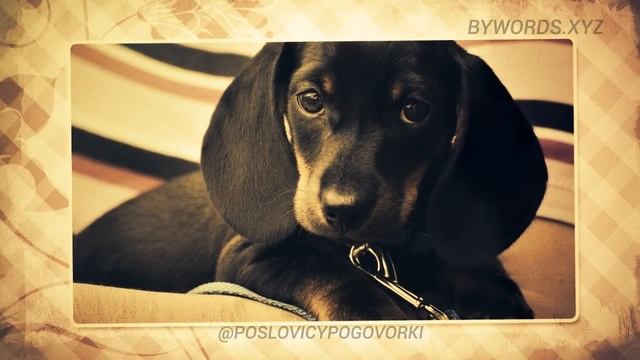 МАЛЕНЬКАЯ СОБАЧКА ДО СТАРОСТИ ЩЕНОК: смысл и значение смотреть онлайн