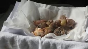 Подкормка вручную птенцов амадины гульда