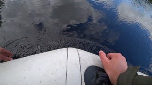 Шок! Жерех на твич! Жор жереха в июне!