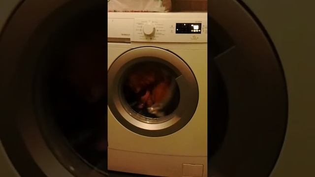 Кошка Стиралка..))
