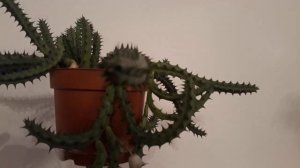#huernia#succulent #суккулент #гуерниякенийская / Гуерния кенийская (лат. huernia). Африканка дома