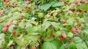 УВЕЛИЧЬТЕ УРОЖАЙ МАЛИНЫ в 10 и более раз!!!