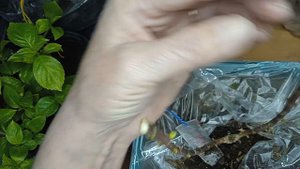 ПРОДОЛЖАЮТ УСЫХАТЬ ВЕТКИ МЕТЕЛЬЧАТОЙ ГОРТЕНЗИИ.ЧТО ПРЕДПРИНЯТЬ? КАК СОХРАНИТЬ СОРТ ?