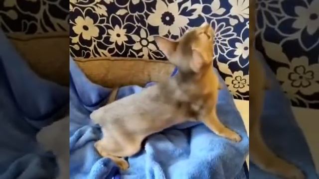 Абиссинский котенок голубого окраса смотреть онлайн