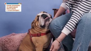 10 вопросов владельцу про английского бульдога: характер, храп и содержание в квартире