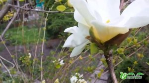 Магнолия сорт Элизабет (Elizabeth). Где купить саженцы магнолии. Как ухаживать за садом.