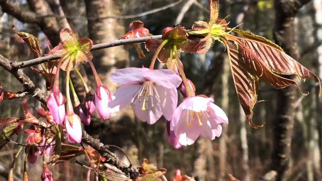 Сакура. Японская народная песня. Сякухати. смотреть онлайн