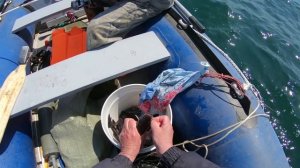 Рыбалка в Приморье. Морская рыбалка. Бухта Средняя. 16.04.2020 г. Минтай.