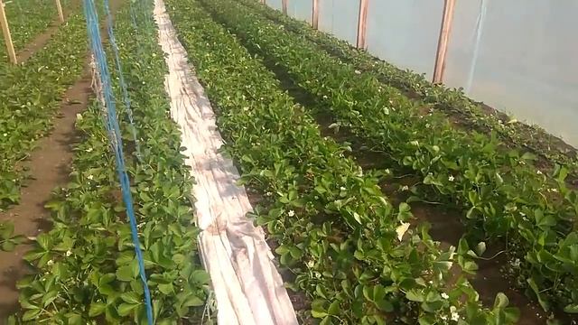 Клубника Клери в теплице.Сравнение ранней и поздней посадки.Налив ягоды. смотреть онлайн