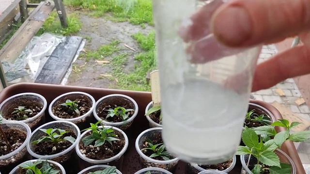 Черенки поливаю корневином.
