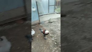 Рацион кормления кур в моем хозяйстве. Голуби тоже хотят кушать?