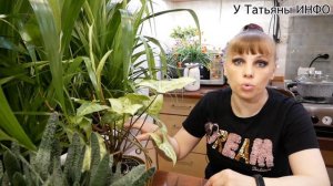 ХЛЕБ для комнатных растений: практические советы и рекомендации