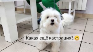 Кастрация собаке
