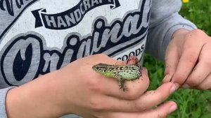 Поляна с ящерицами! Хутор медовый, Ставропольский край. Ловим ящериц в конце видео))