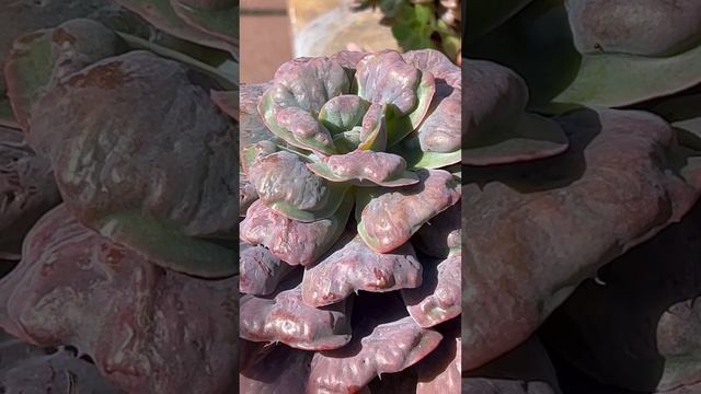 Echeveria crenulata hybrid "Heart Delight" ???