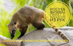 Носуха вырывает пакет с кошачьим кормом из рук