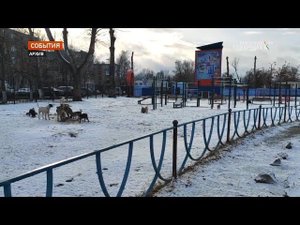 В Бежицком районе Брянска начал свою работу приют для бездомных собак