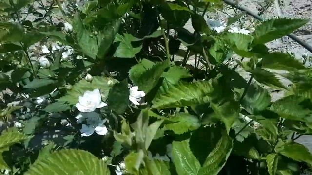 ежевика Бжезина 2021 цветение смотреть онлайн