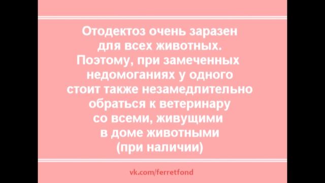 Полезно знать  Отодектоз  Ушной клещ у хорька