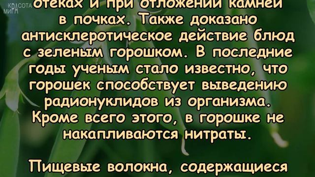 Польза ЗЕЛЁНОГО ГОРОШКА, любимого с детства!