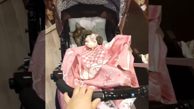 Колыбельная. Котика укачивают в коляске.