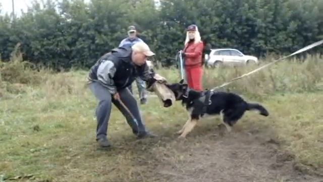 Дрессировка собак пермь. Защита дрессировщика собакой.