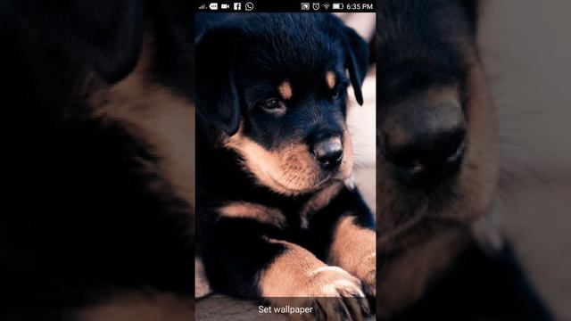 Rottweiler Live Wallpaper for Android