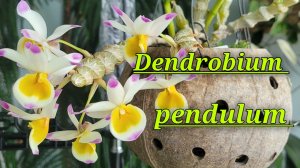 Dendrobium pendulum описание и уход.