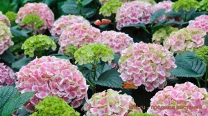 Гортензия крупнолистовая Пепперминт (peppermint) ? обзор: как сажать, саженцы гортензии Пепперминт