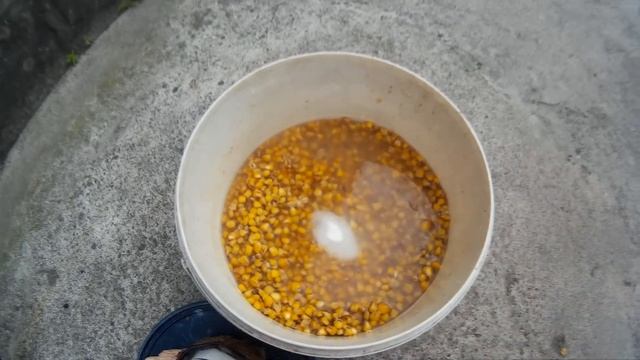 Пьяная кукуруза для ловли карпа и белого амура.