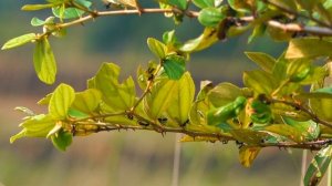 SONY NX 200 VIDEO 4K QUALITY TEST | SONY HXR NX 200 QUALITY TEST