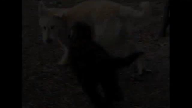 Cute Labradoodle Puppy Video смотреть онлайн