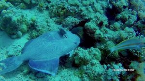 Мурена напала на Blue Triggerfish. Красное море. Хургада
