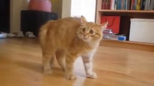 Кот ходит боком Cat walks sideways