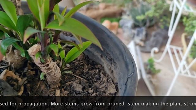 Do Plants Also Need SPA DAY? Pamper Tips for Cordyline Dracaena | सुस्त पौधे को कैसे सुंदर बनाएं? смотреть онлайн