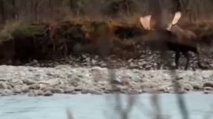 манок на лося в действии