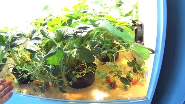 Клубника в гроубоксе. Урожай. Ура. смотреть онлайн