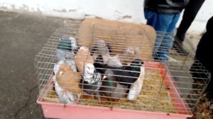 Ярмарка голубей. г.Мичуринск.25.03.2023г.Часть 2