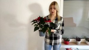 Пуансеттия / Рождественская звезда / Уход в домашних условиях