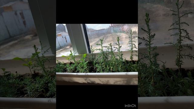 Мои комнатные растения